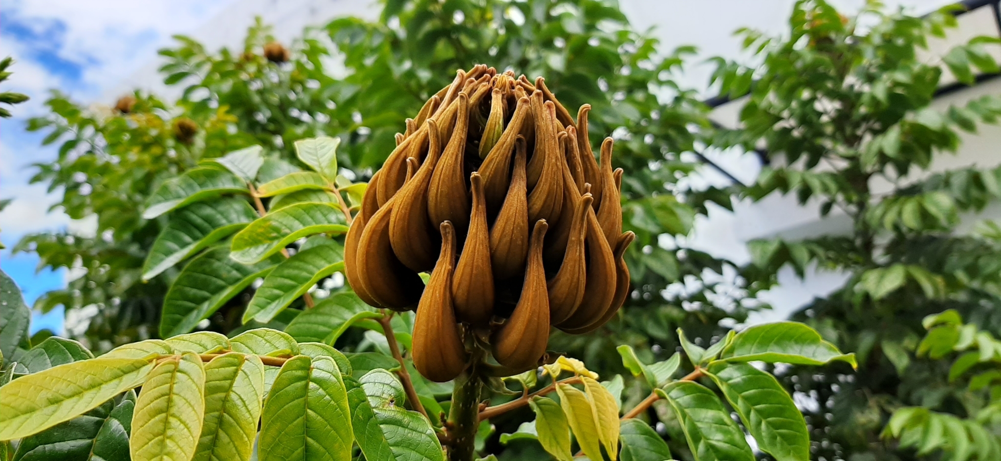 Spathodea image