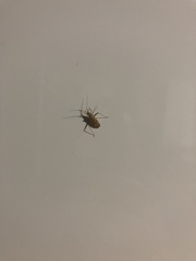 Miridius quadrivirgatus