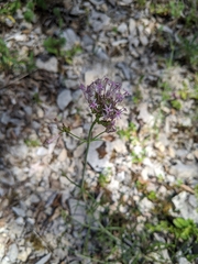 Centranthus angustifolius