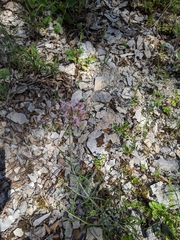 Centranthus angustifolius