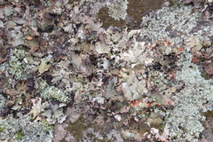 Xanthoparmelia frondosa