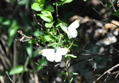 Anthocharis limonea