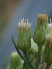 Erigeron sumatrensis