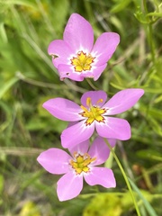 Sabatia stellaris