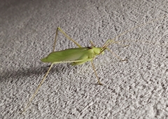 Acrometopa macropoda