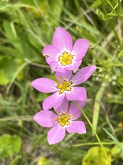 Sabatia stellaris