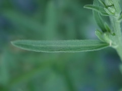 Erigeron sumatrensis