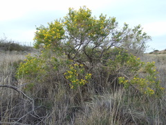 Senecio subulatus erectus