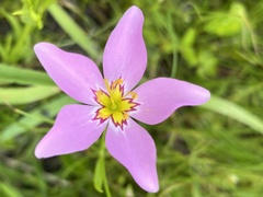 Sabatia stellaris