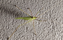 Acrometopa macropoda