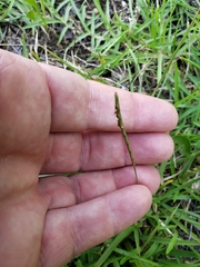 Eremochloa ophiuroides