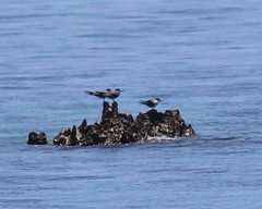 Onychoprion anaethetus