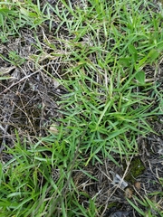 Eremochloa ophiuroides