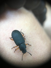 Haplandrus fulvipes