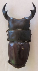 Dorcus ritsemae volscens
