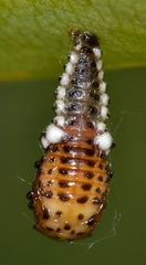 Chrysomela