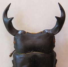 Dorcus ritsemae volscens