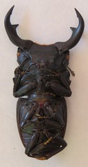 Dorcus ritsemae volscens