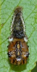 Chrysomela