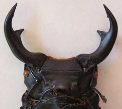 Dorcus ritsemae volscens