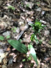 Platanthera ciliaris