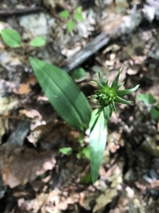 Platanthera ciliaris