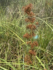 Cladium mariscus jamaicense