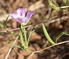 Clarkia amoena caurina
