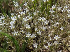 Sabulina nuttallii