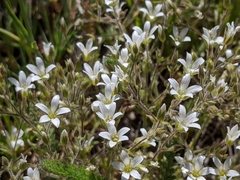 Sabulina nuttallii