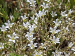 Sabulina nuttallii