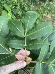 Carya glabra megacarpa