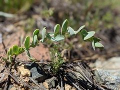 Streptanthus barbatus