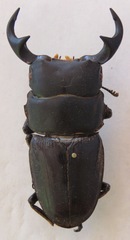 Dorcus ritsemae ritsemae