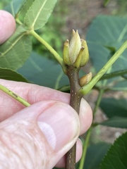 Carya glabra megacarpa