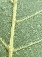 Carya glabra megacarpa