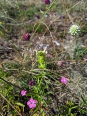 Stachys recta