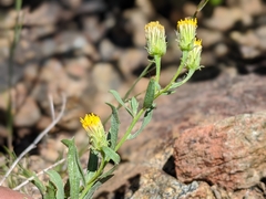 Erigeron inornatus