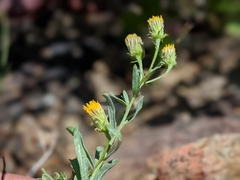 Erigeron inornatus