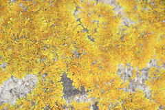 Dufourea
