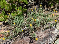 Erigeron inornatus