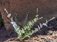 Streptanthus barbatus