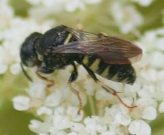 Anacrabro ocellatus