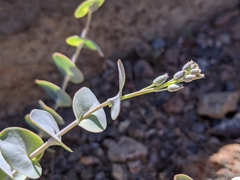 Streptanthus barbatus