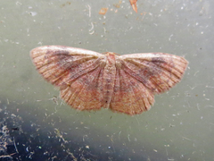 Leptostales ferruminaria