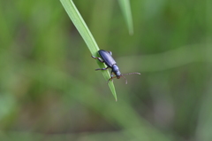 Plateumaris consimilis