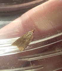 Sparganothis pilleriana