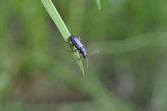 Plateumaris consimilis