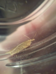 Sparganothis pilleriana