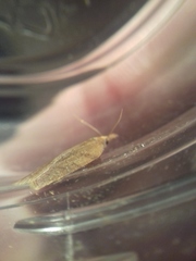 Sparganothis pilleriana